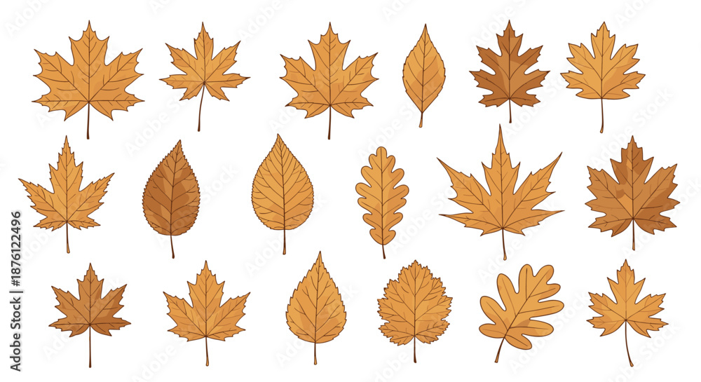 Fototapeta premium Assortment of eighteen different autumn leaves in various shapes and shades of brown and orange representing the fall season in natural settings.