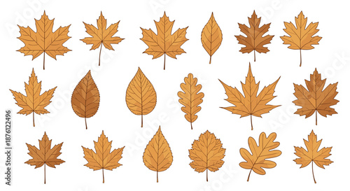Assortment of eighteen different autumn leaves in various shapes and shades of brown and orange representing the fall season in natural settings.