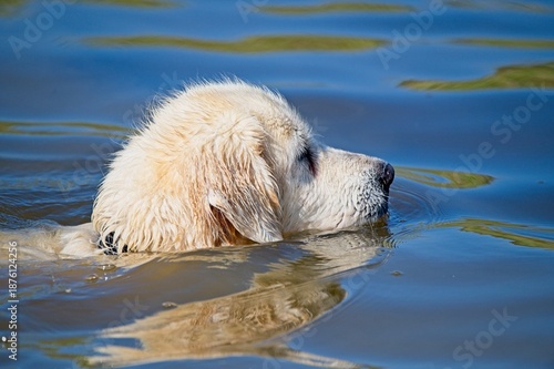 Cream English Golden Retriever Swimming in a Lake in Latvia