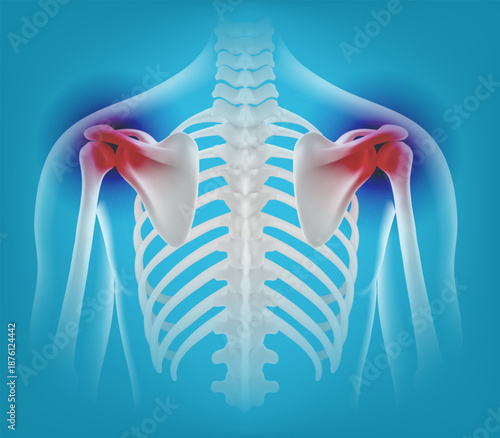 Medical 3D vector human skeletal back view showing shoulder pain red highlights Detailed anatomy including spine ribs orthopedic healthcare