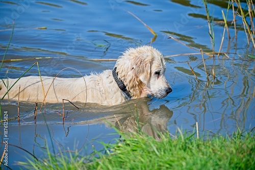 Cream English Golden Retriever Swimming in a Lake in Latvia