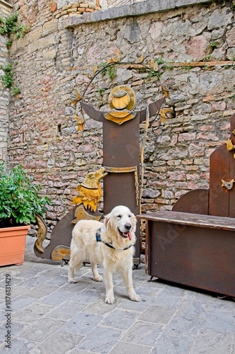 White Golden Retriever standing in front of a St. Francis sign in Assisi Italy