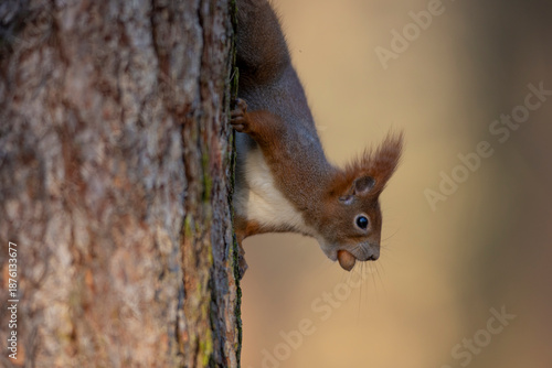 A close-up of red squirrel (Sciurus vulgaris) climbing vertical and holding nut in mouth on tree trunk is able hanging head up or down in autumn nature. Warm toned wildlife take with rodent animal.