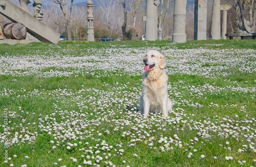 Billy the White English Golden Retriever in field of flowers