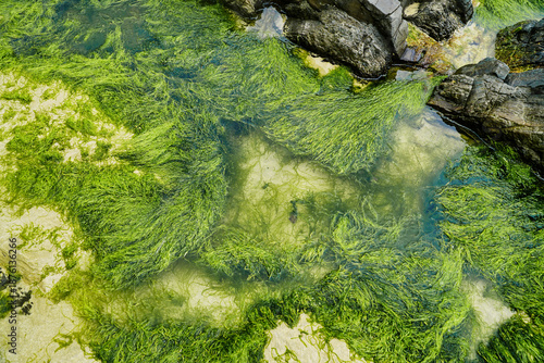 A pool with clear water and green seaweed