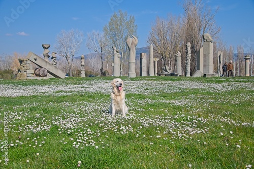 Billy the White English Golden Retriever in field of flowers