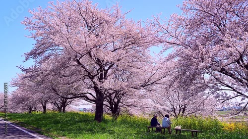 桜並木と土手のベンチでお花見の二人