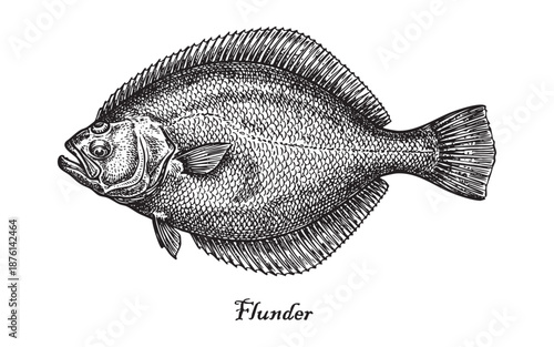 Engraving of Flounder or Flatfish engraving vector illustration