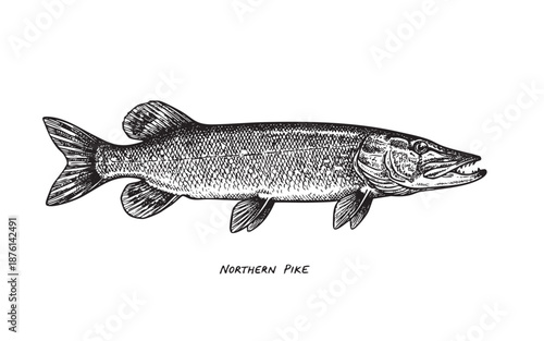 Illustration of Northern Pike Fish engraving vector illustration