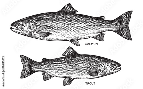Fish Illustrations Featuring Salmon and Trout engraving vector illustration