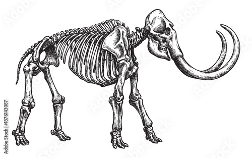 Anatomical Skeleton of Woolly Mammoth or Mastodon engraving vector illustration