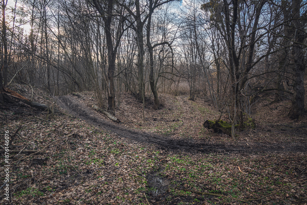 Fototapeta premium Autumn woods