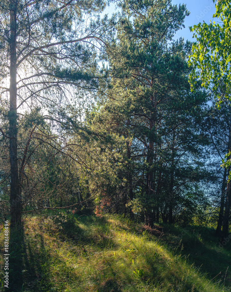 Obraz premium Summer landscape