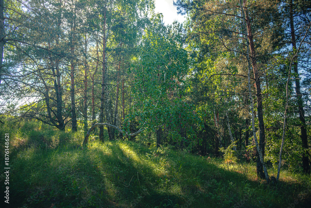 Obraz premium Summer landscape
