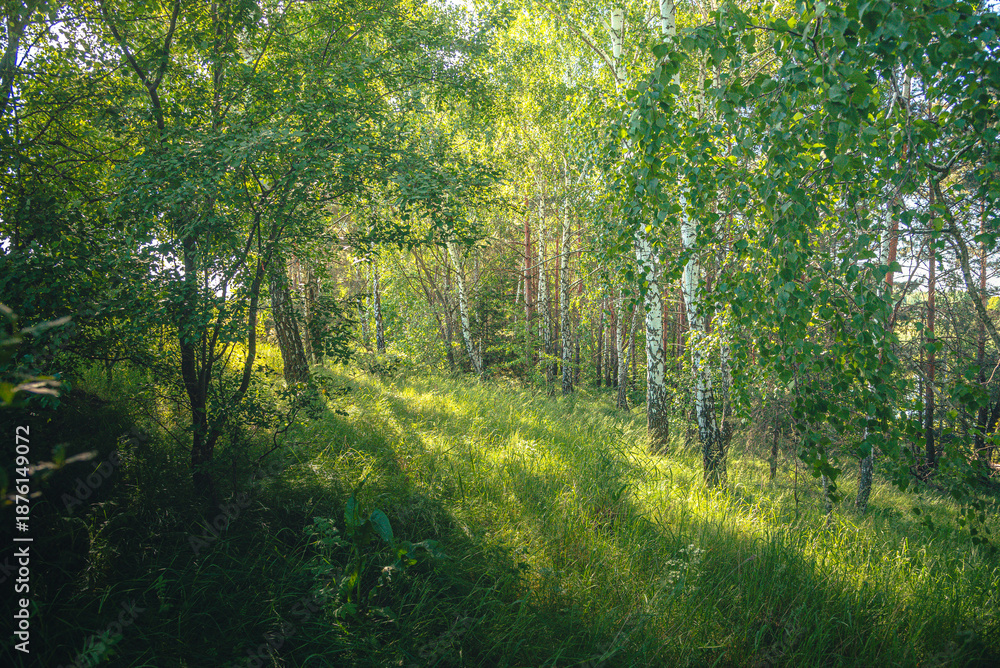 Obraz premium Summer landscape