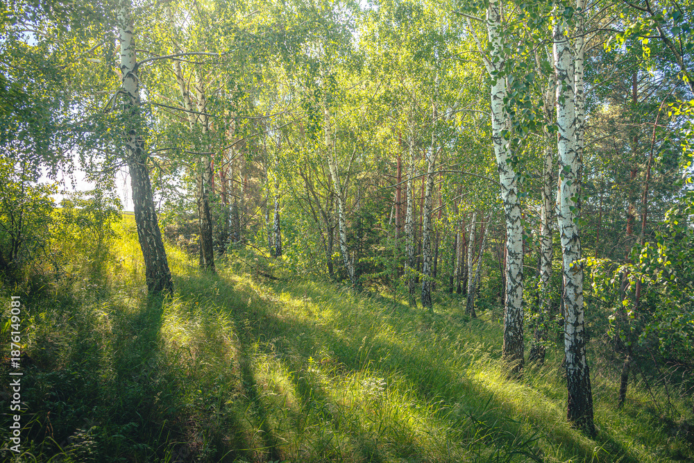 Obraz premium Summer landscape