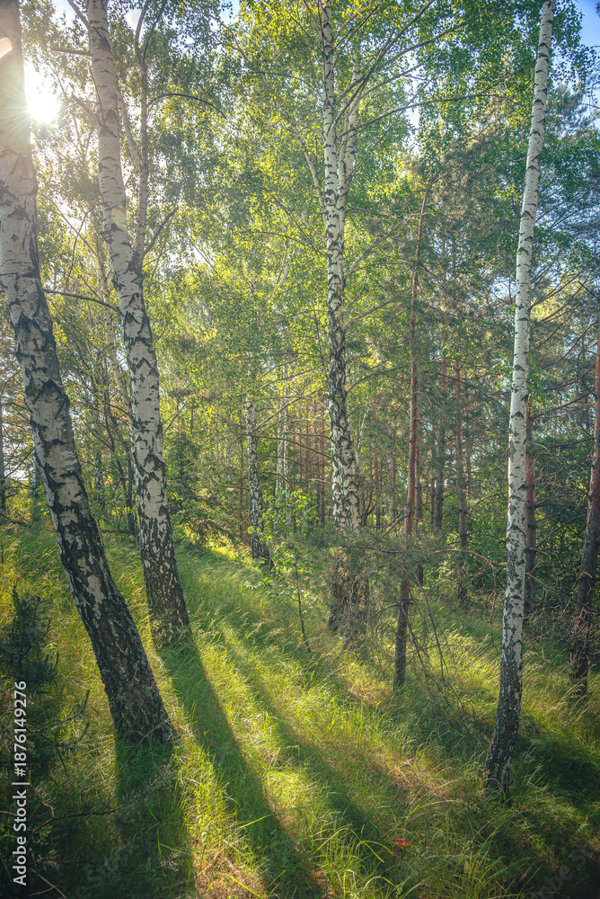 Obraz premium Summer landscape