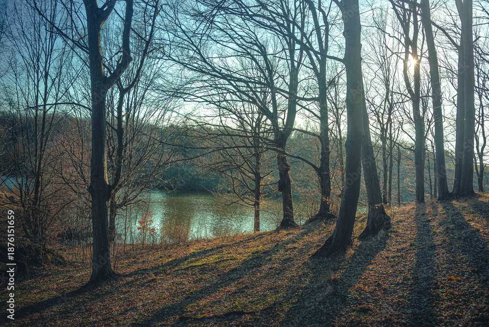 Obraz premium Autumn woods