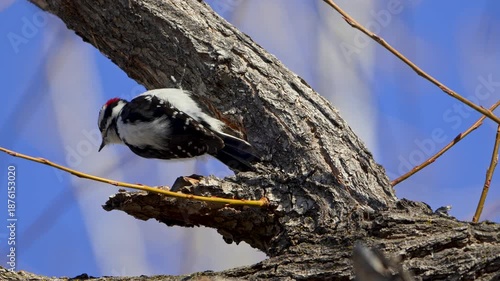 Downy Woodpecker bouncing through a tree in slow motion in Utah.