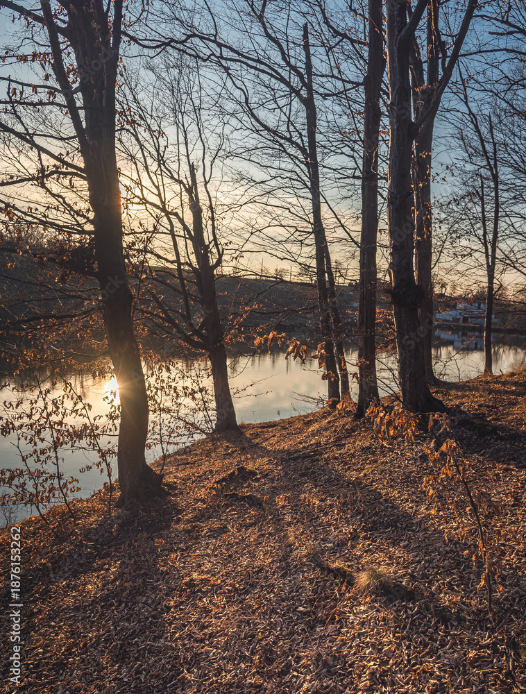 Obraz premium Autumn woods