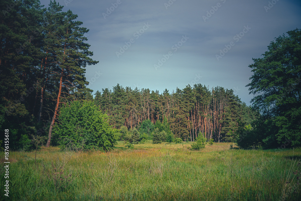 Obraz premium Summer landscape