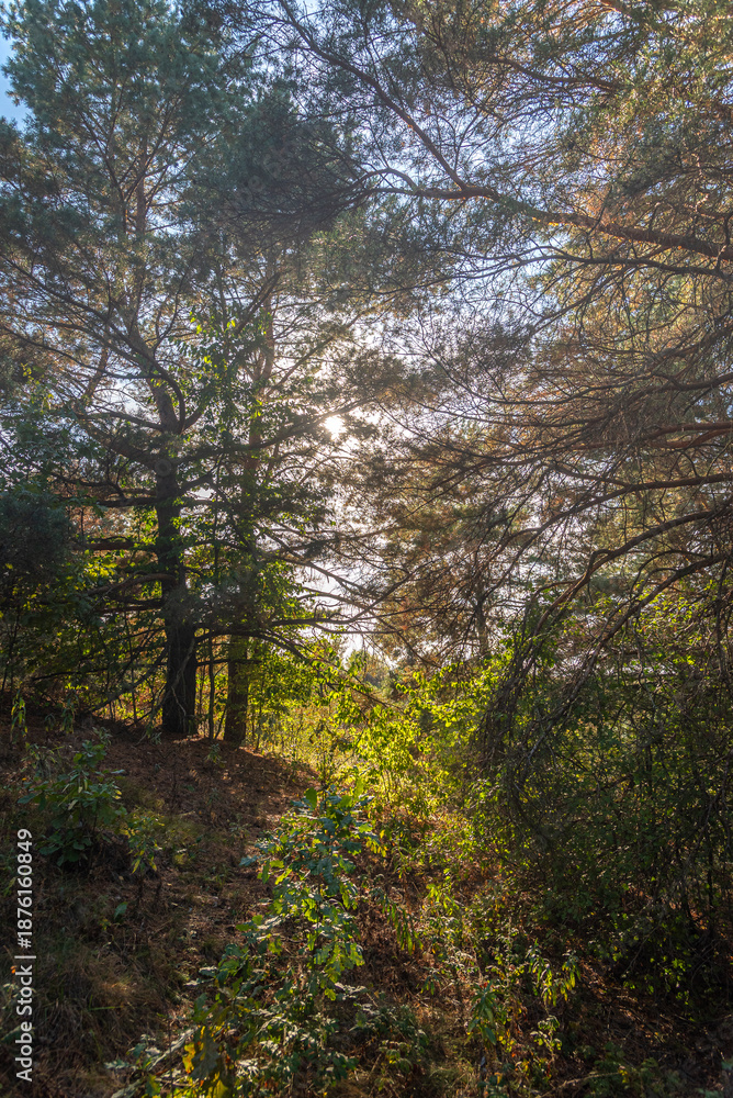 Obraz premium Summer landscape