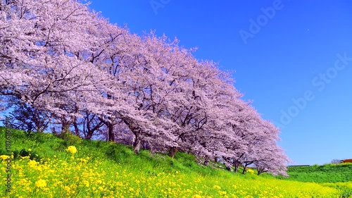 満開の桜並木と土手の緑