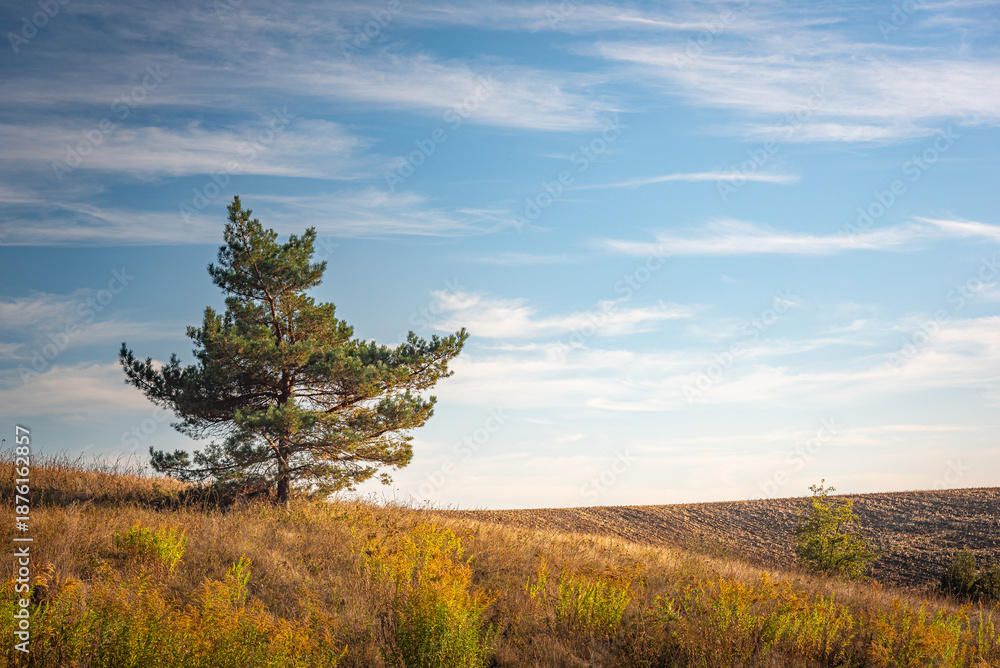 Obraz premium Summer landscape