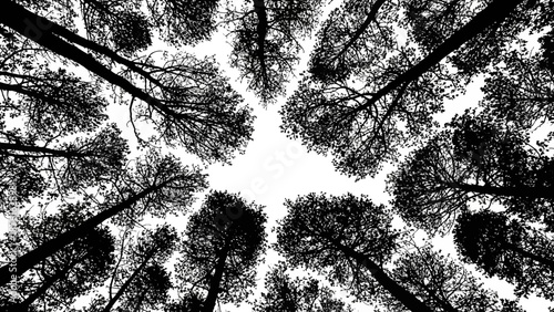 Black and white view looking up at tall trees in a forest canopy.