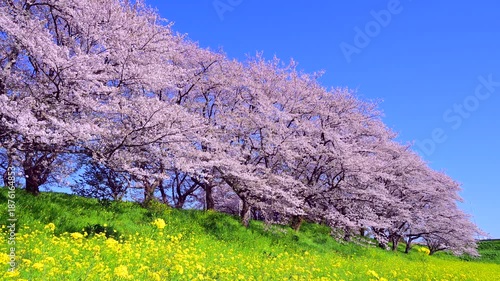 満開の桜並木と土手の緑