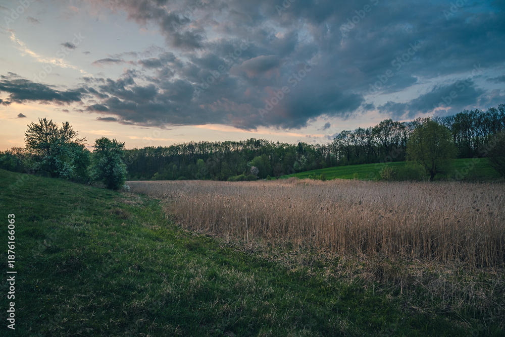 Fototapeta premium Summer evening landscape