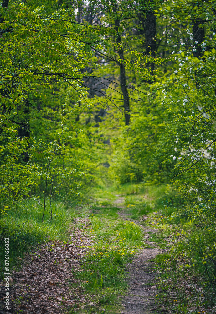 Obraz premium Summer landscape