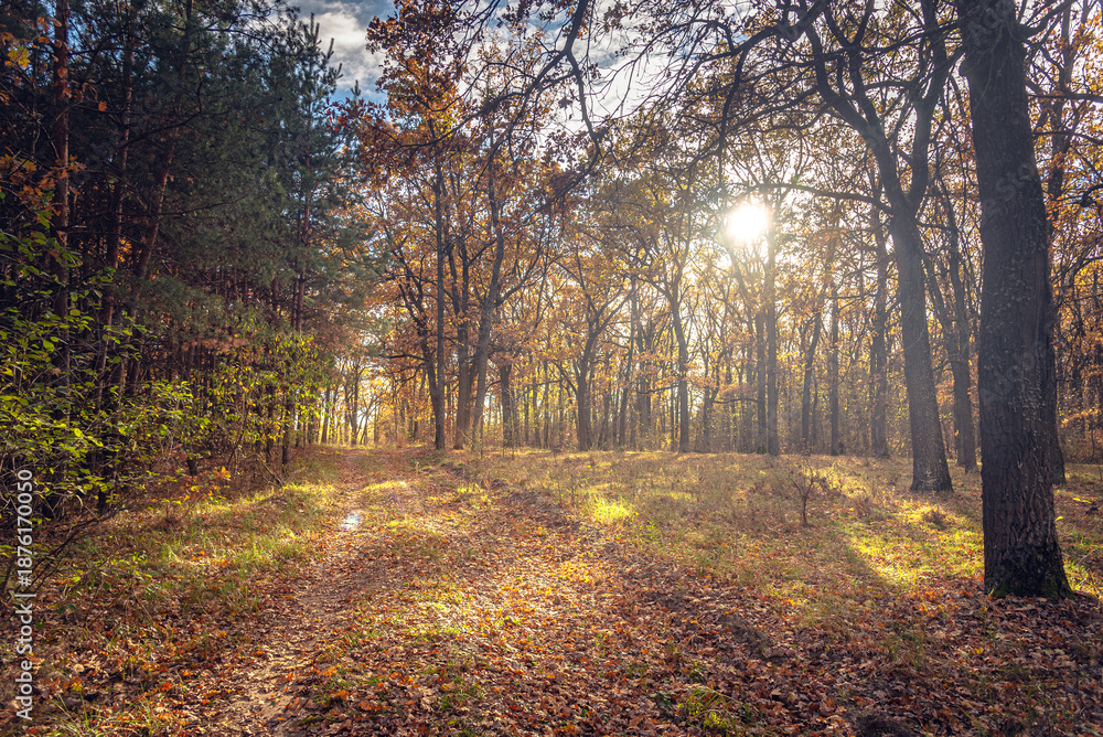 Obraz premium Autumn woods