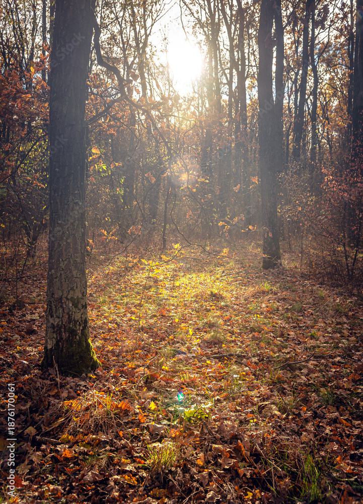 Obraz premium Autumn woods