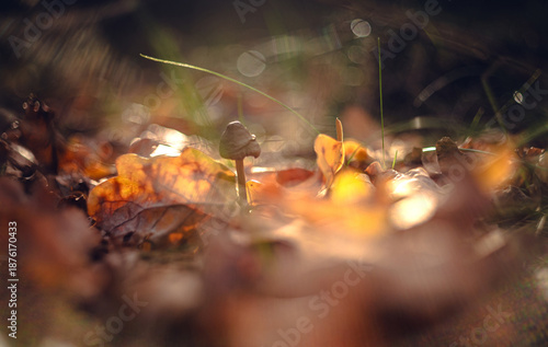 Morning nature in sunlight and dew