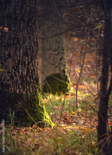 Morning nature in sunlight and dew