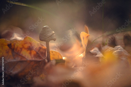 Morning nature in sunlight and dew