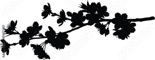 Blooming cherry branch silhouette on a spring theme, floral design