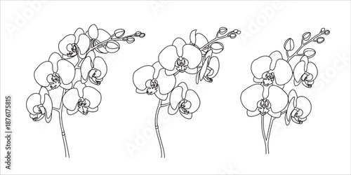 line drawing of three orchid flowers