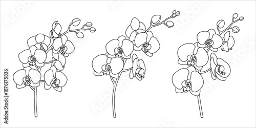 elegant line drawing of three orchid flowers on a white background