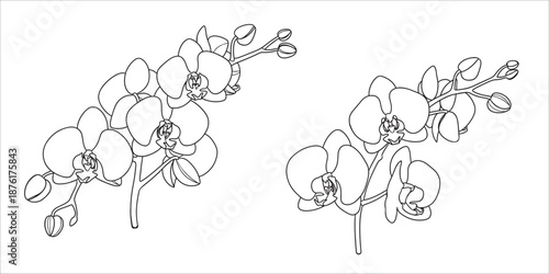black line drawing of two orchid flowers on a white background