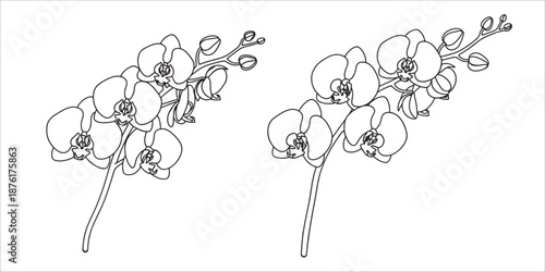 line drawing of two orchid flowers on a white background