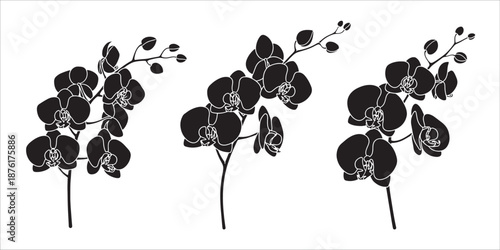 black orchid flowers illustration on white background