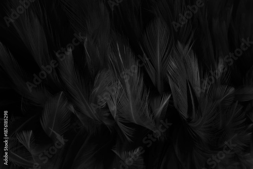 Beautiful black grey bird feathers pattern texture background.