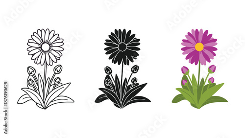 Three Stages of a Purple Daisy Flower yellow green