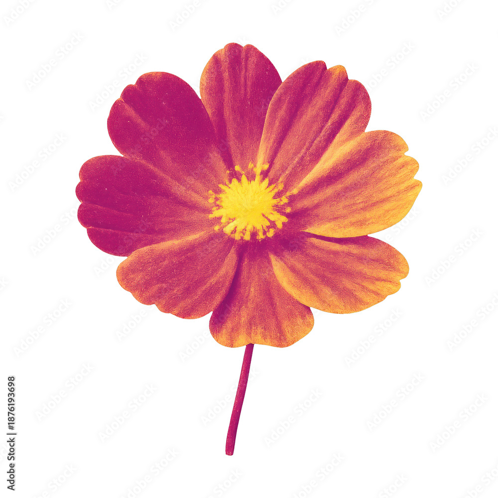 Fototapeta premium PNG Vibrant pink and yellow flower