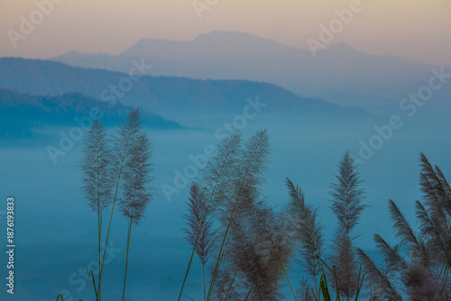 Wildflowers and the sea of ​​mist in the morning.