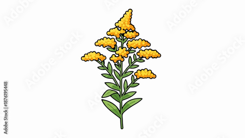 Stylized illustration of a goldenrod flower branch with yellow blooms and green leaves