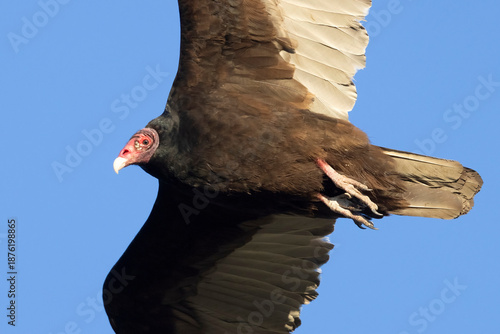 A wild turkey vulture soaring over a park in Colorado