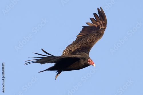 A wild turkey vulture soaring over a park in Colorado